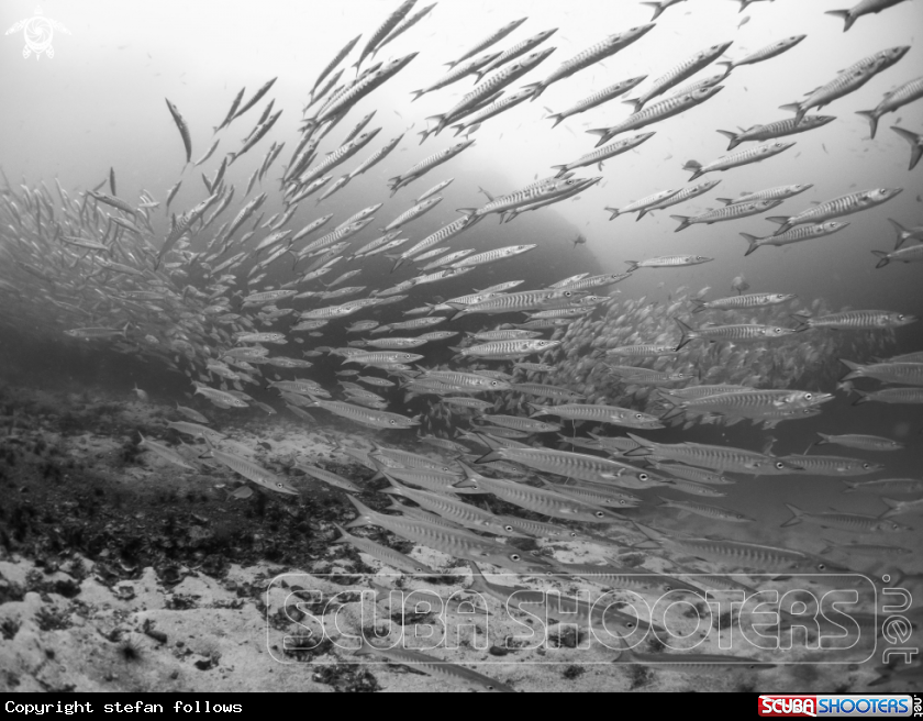 A Chevron Barracuda
