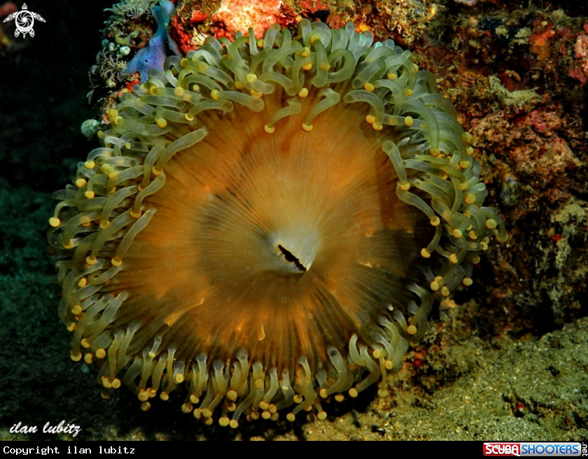 A Corallimorphs