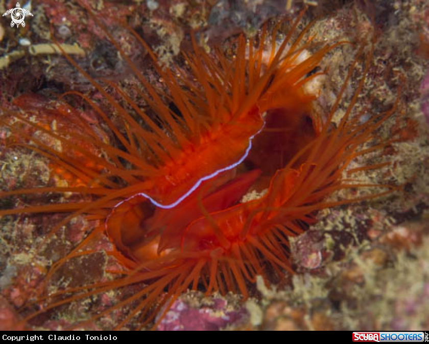 A Limaria Orientalis
