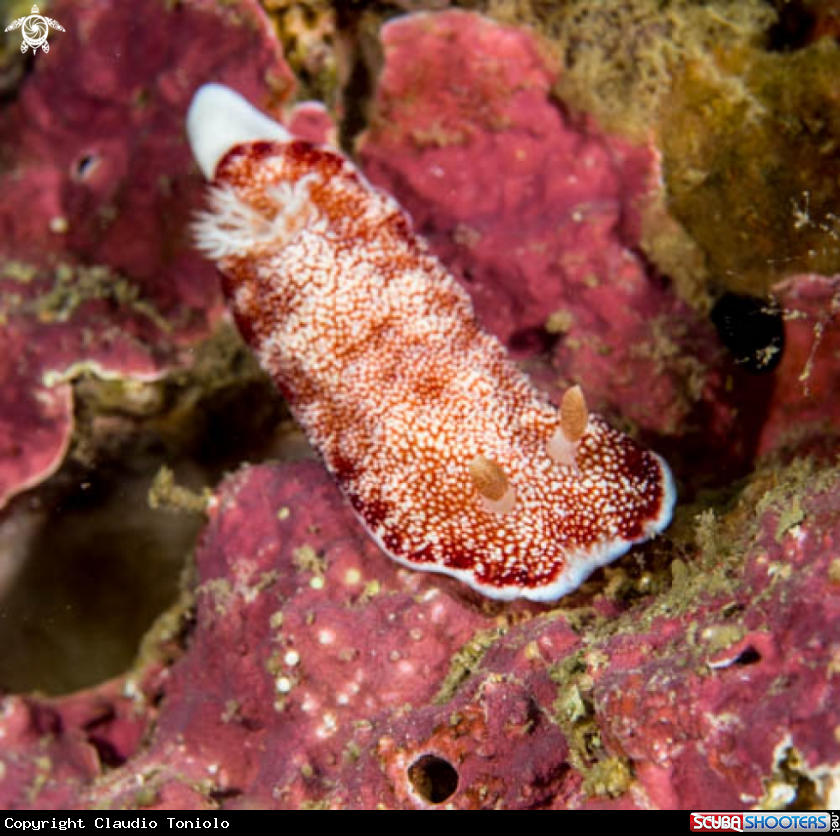 A Chromodoris S.P.