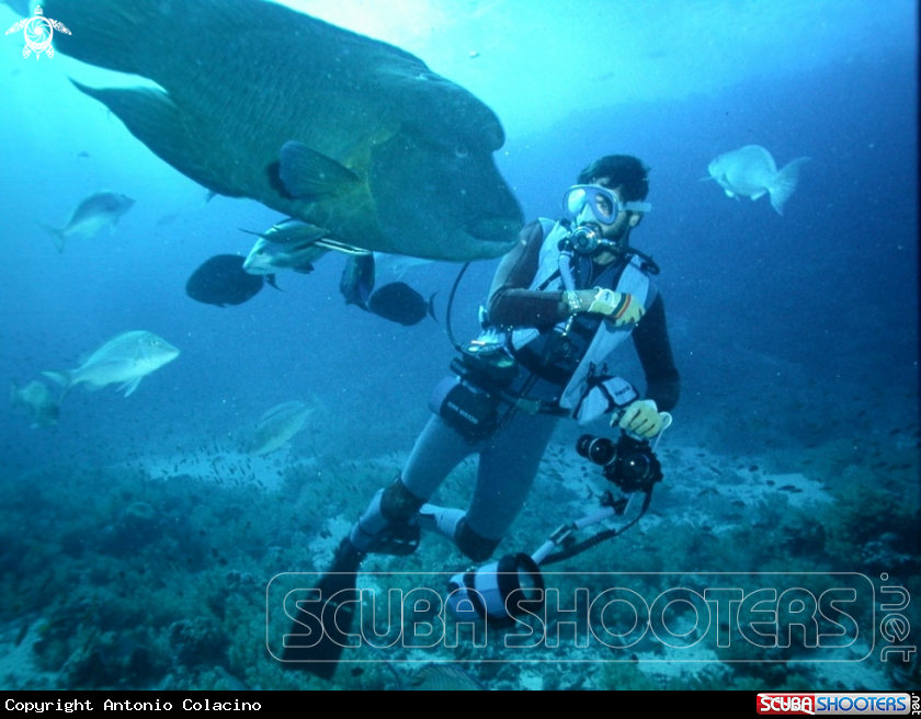 A Napoleon fish-Pesce Napoleone