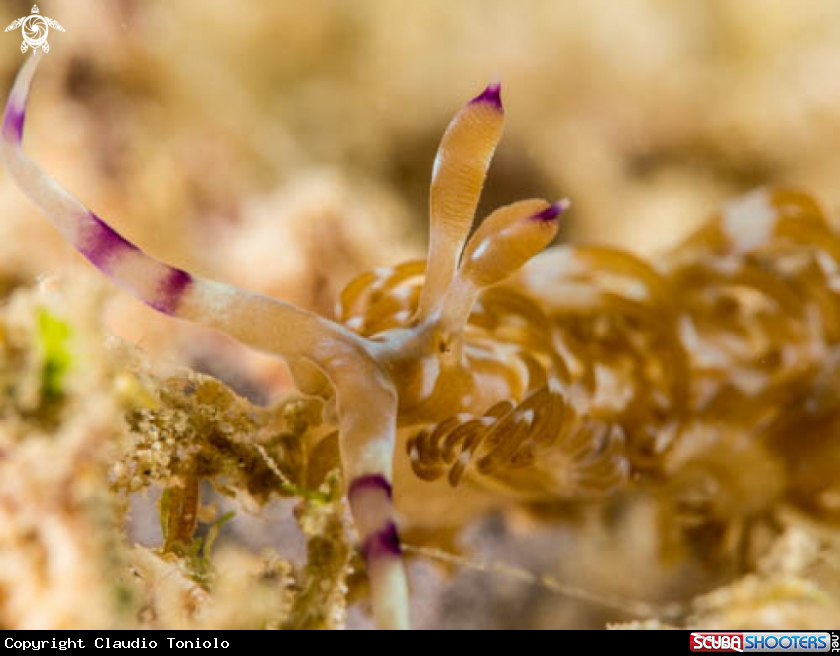 A Pteraeolida Lanthina