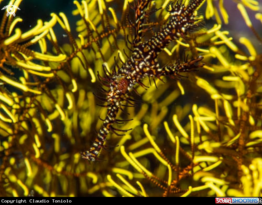 A Ornate Ghost Pipefish