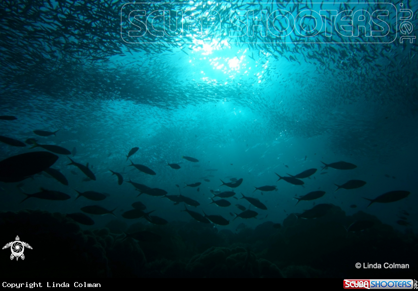 A Jacks, bait fish