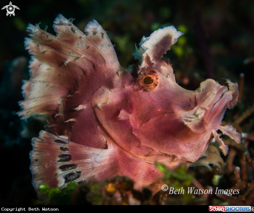 A Paddle-flap Scorpionfish