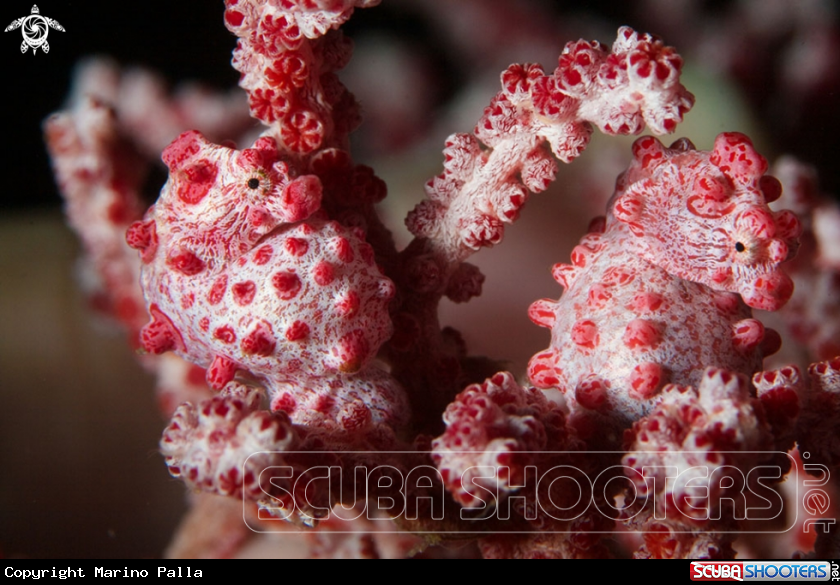 A Pigmy Sea Horse