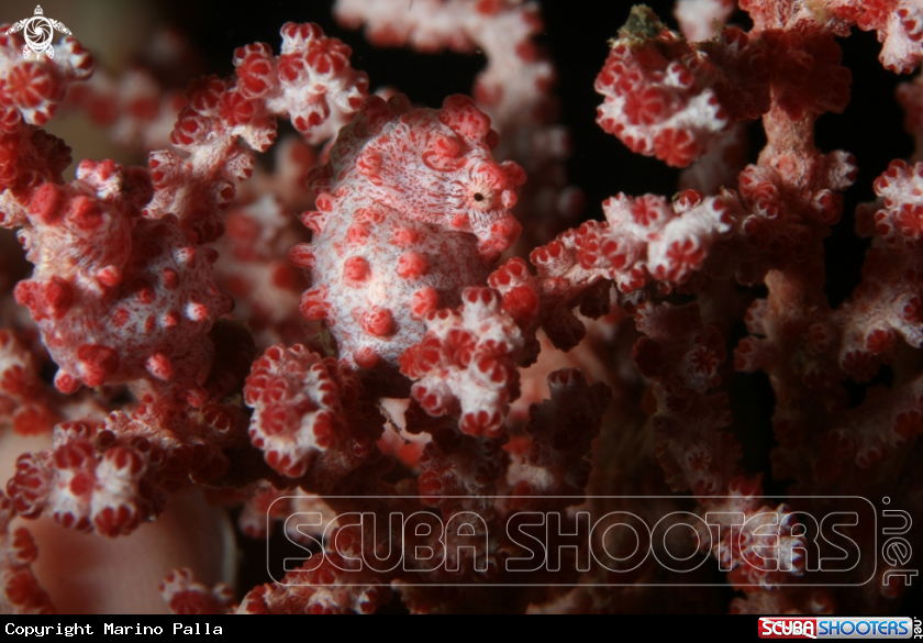 A Pigmy Sea Horse