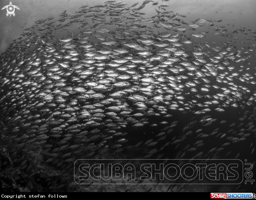 A Smoothtailed Trevally
