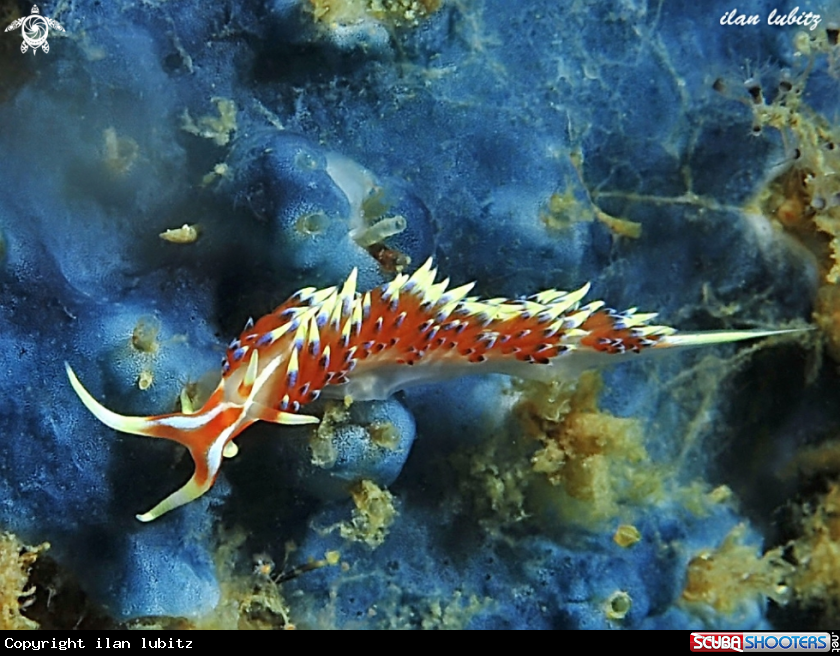 A nudibranch