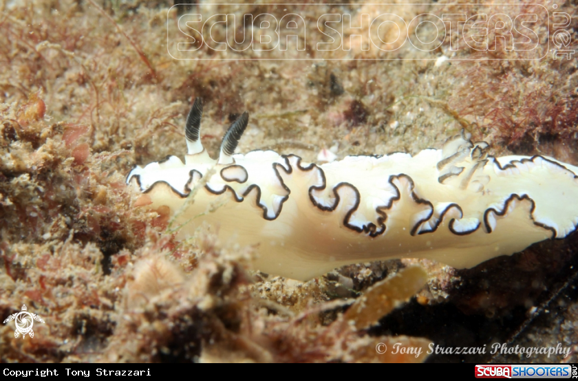 A Black-Margined Glossodoris