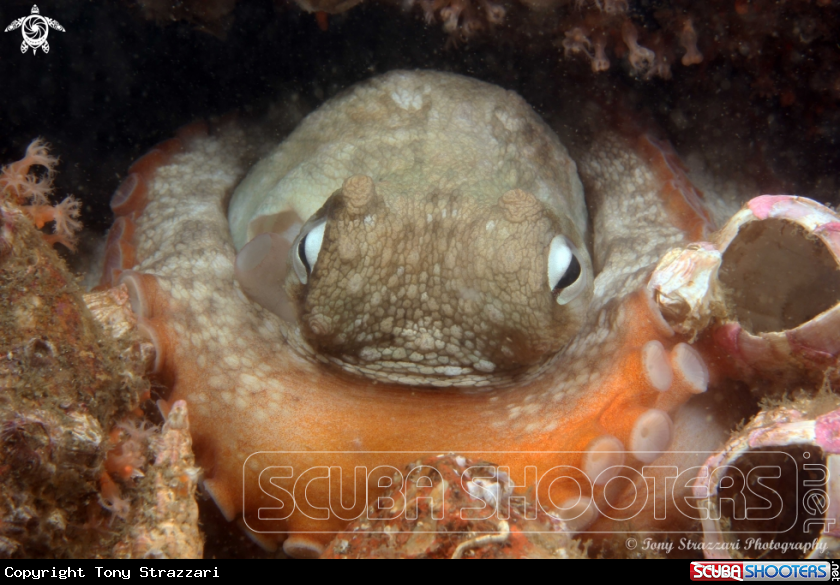 A Common octopus