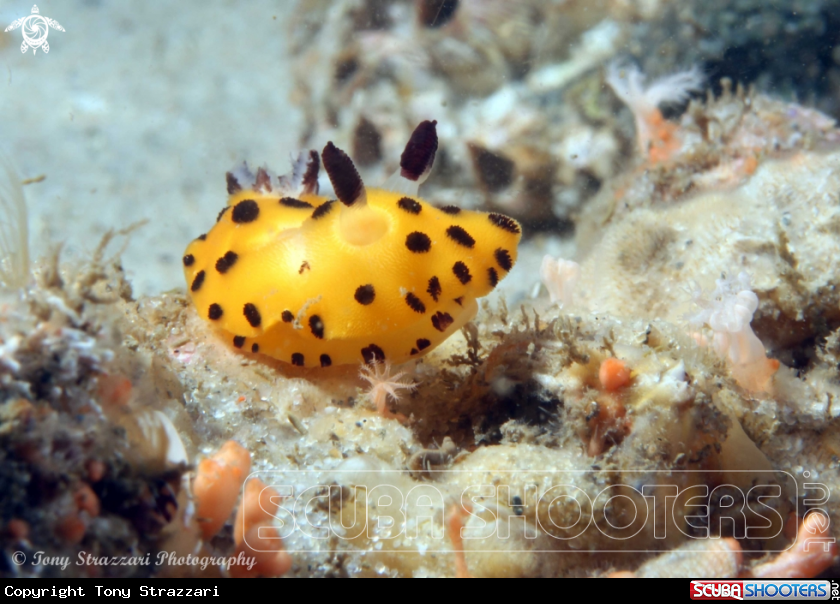 A Black-gilled Jorunna