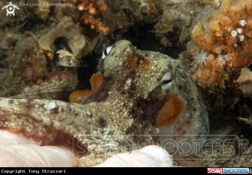 A Common octopus