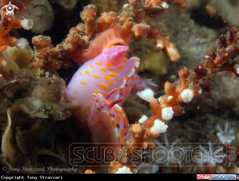 A Sweet Ceratosoma