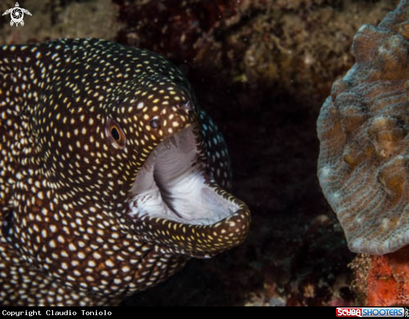 A Gymnothorax Meleagris
