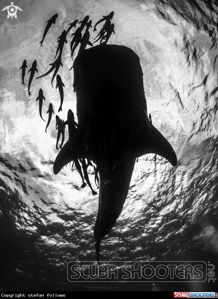 A Whale Shark