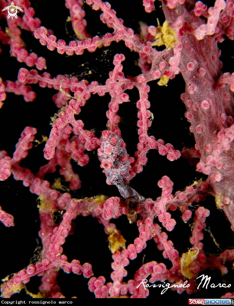 A Sea horse