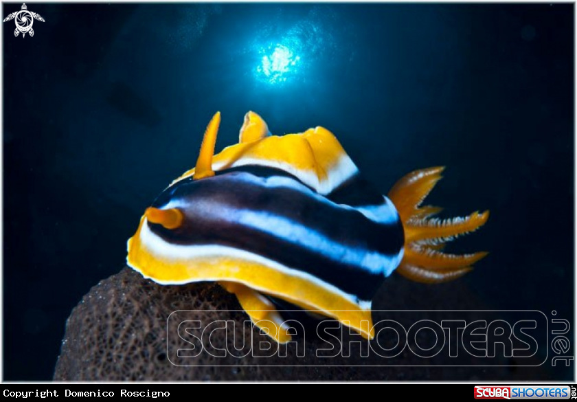 A Nudibranch