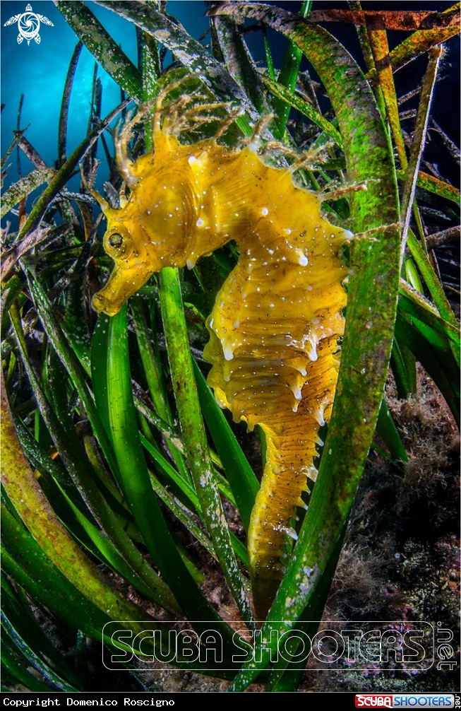 A Seahorse