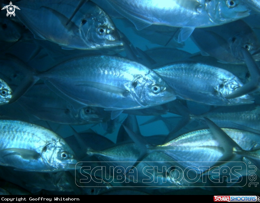 A Silver Trevally