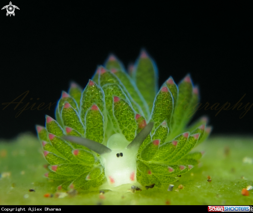 A costasiella 