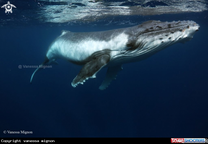 A Humpback whale