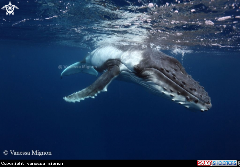 A Humpback whale