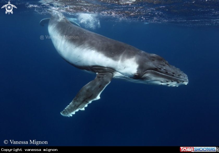 A Humpback whale