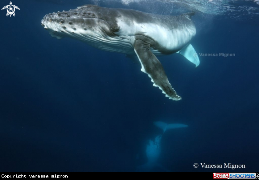 A Humpback whale