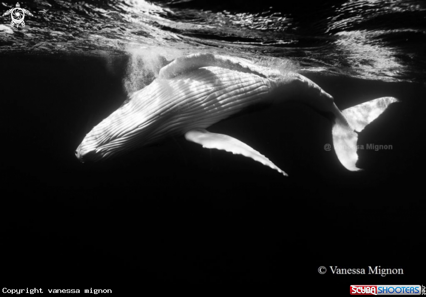 A Humpback whale