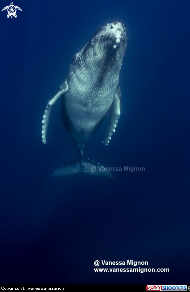 A Humpback whale