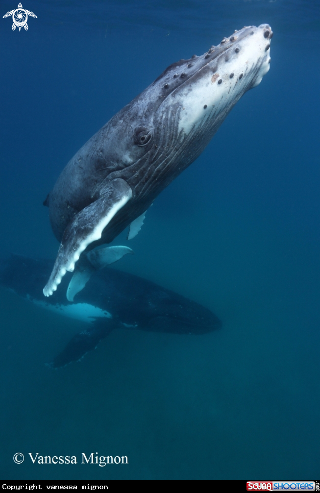 A Humpback whale