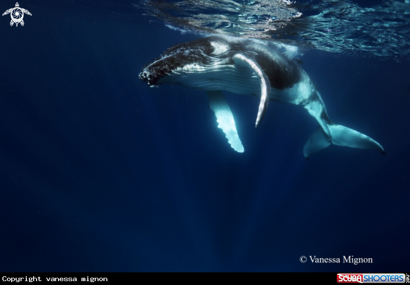 A Humpback whale