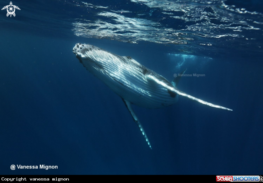 A Humpback whale