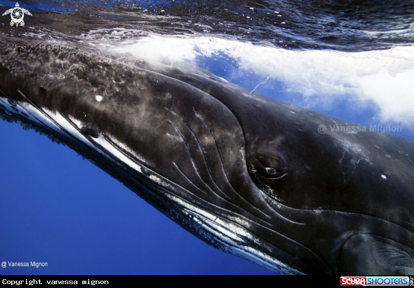 A Humpback whale