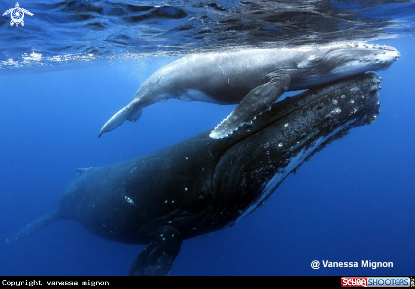 A Humpback whale