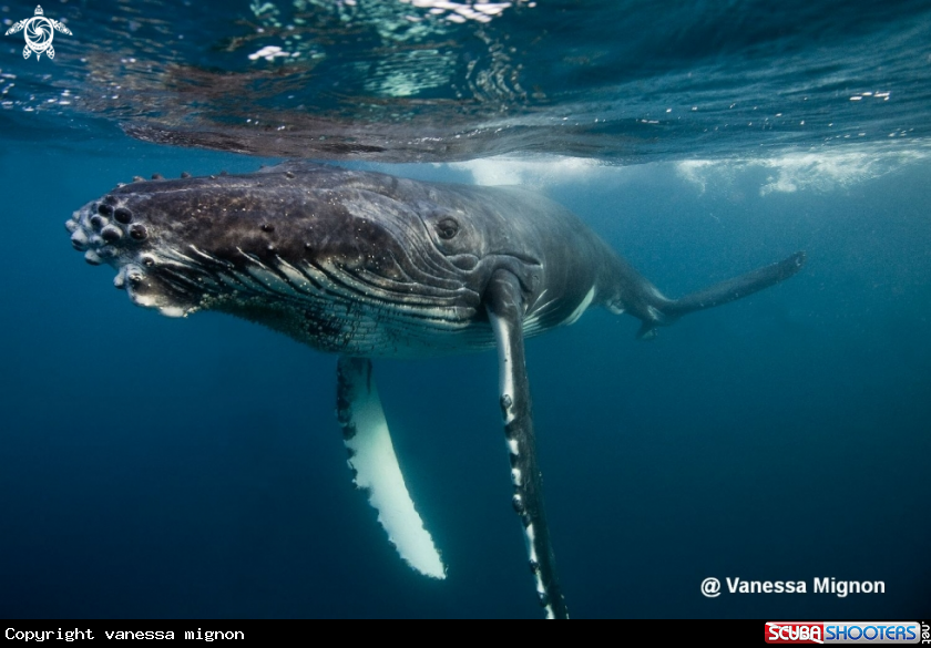 A Humpback whale