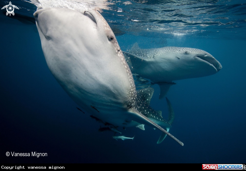 A Whale shark