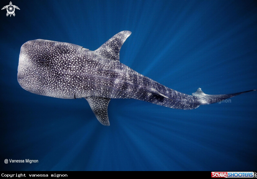 A Whale shark