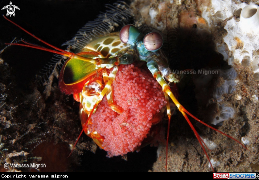 A Mantis shrimp with egg