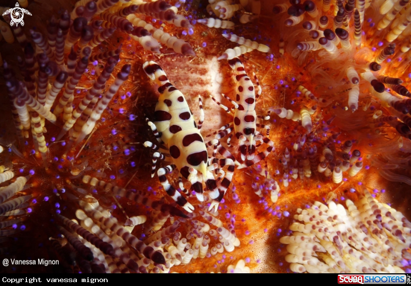 A coleman shrimp