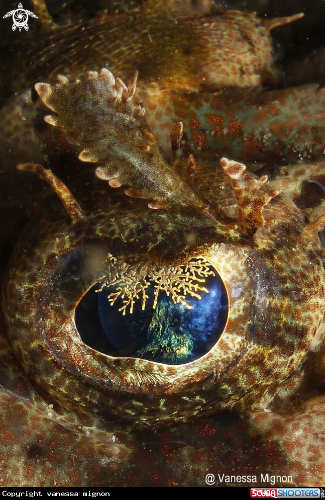 A Crocodile fish