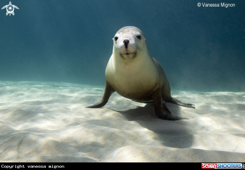 A Australian Sea lion