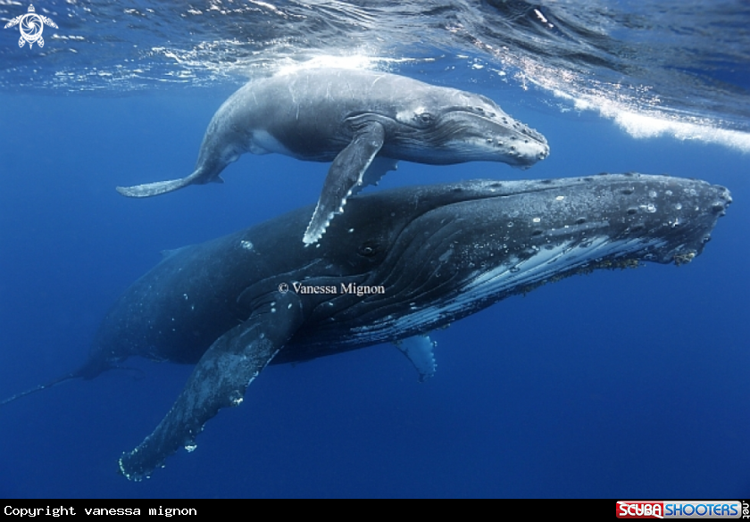 A Humpback whale