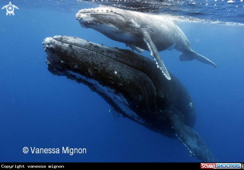 A Humpback whale