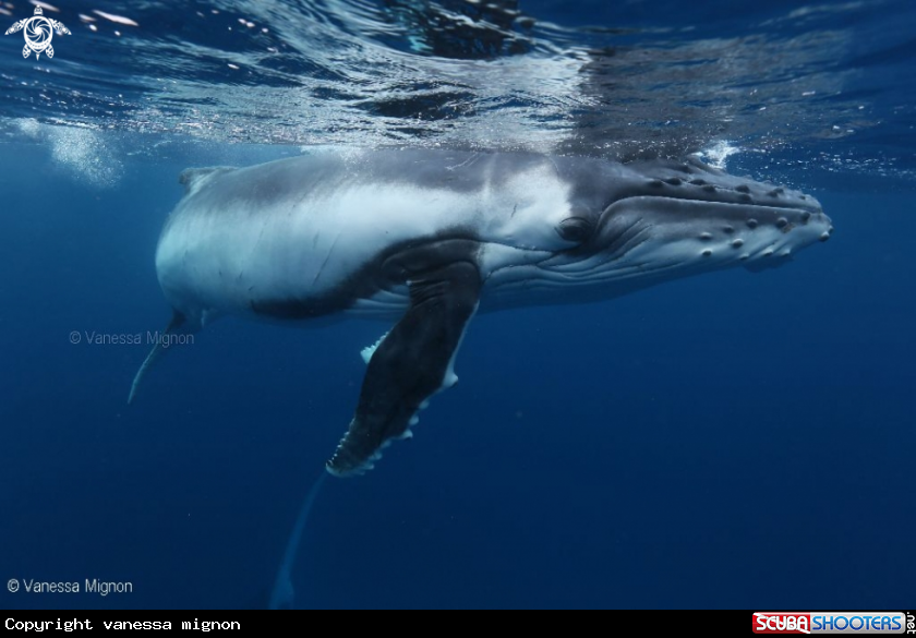 A Humpback whale