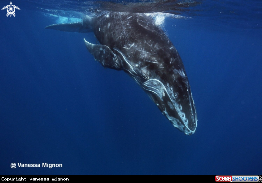 A Humpback whale