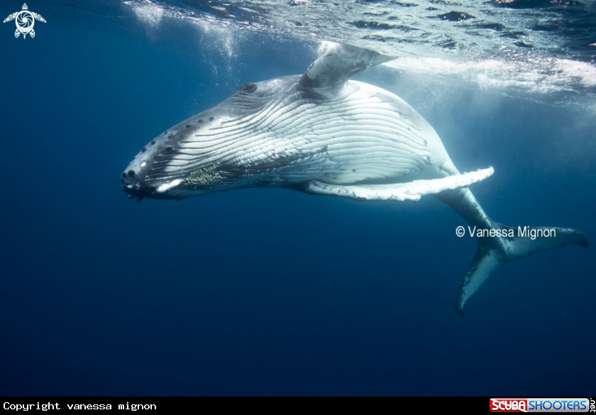 A Humpback whale