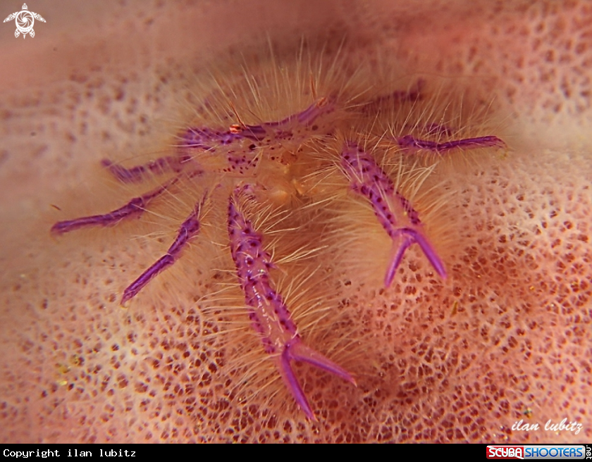 A  Pink squat lobster 