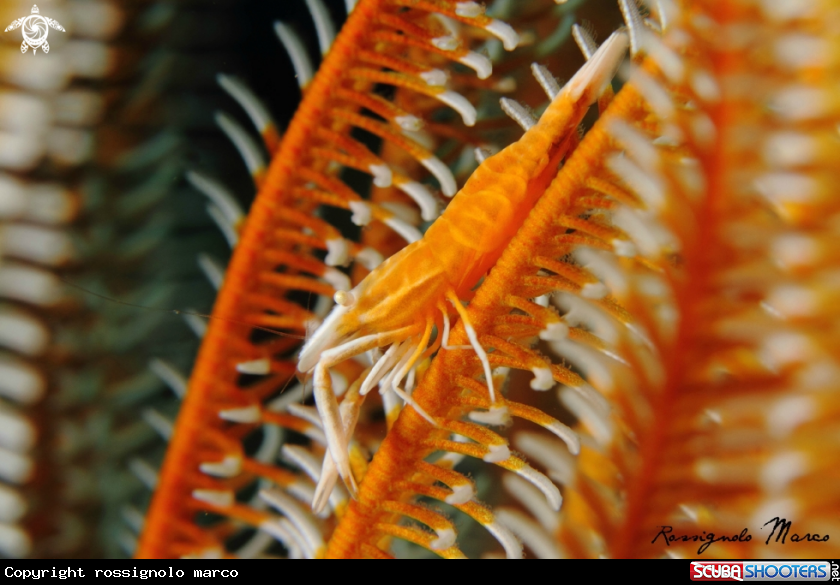 A commensal shrimp